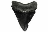 Serrated, Fossil Megalodon Tooth - South Carolina #332224-1